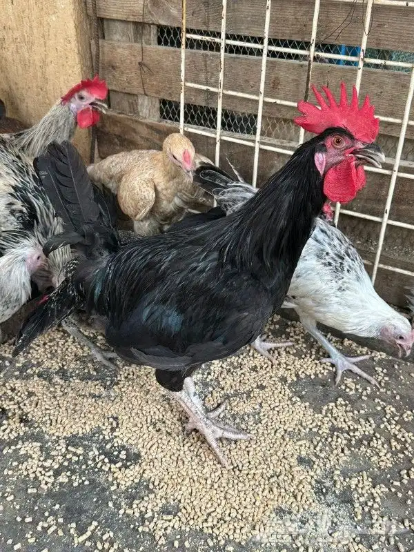 دجاج للبيع 1