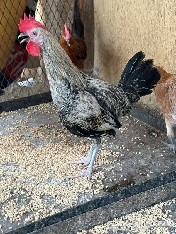 دجاج للبيع 8