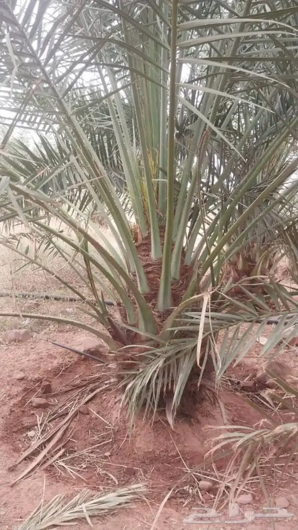 اسعد الله اوقاتكم زباين الكرام 4