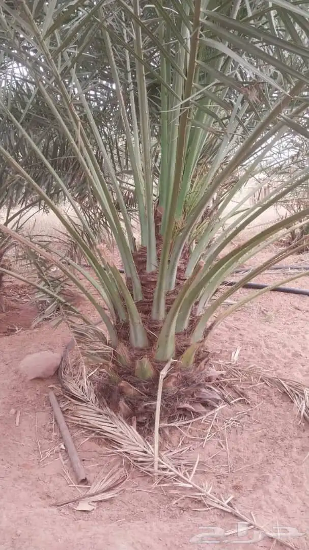 اسعد الله اوقاتكم زباين الكرام 2