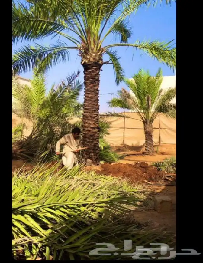شغل النخيل كل ما يلزم خراف تكريب انا قايل قصان الاسيب الناشف 2