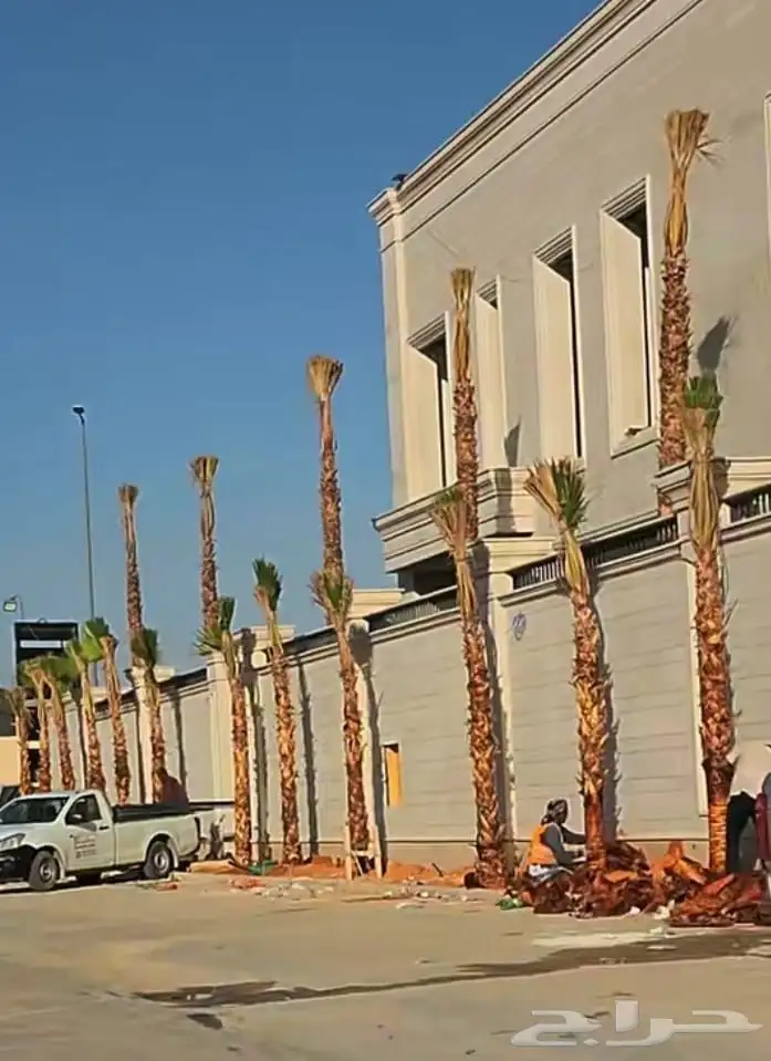 نخل واشنطني زينه امريكي 23