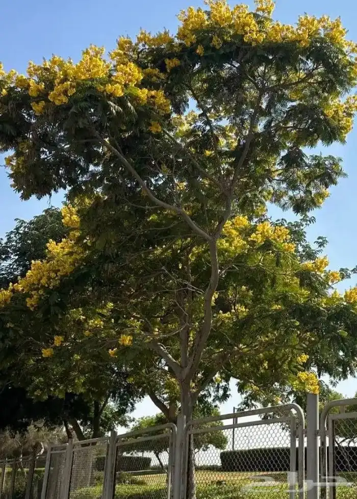 اشجار زرعه 3