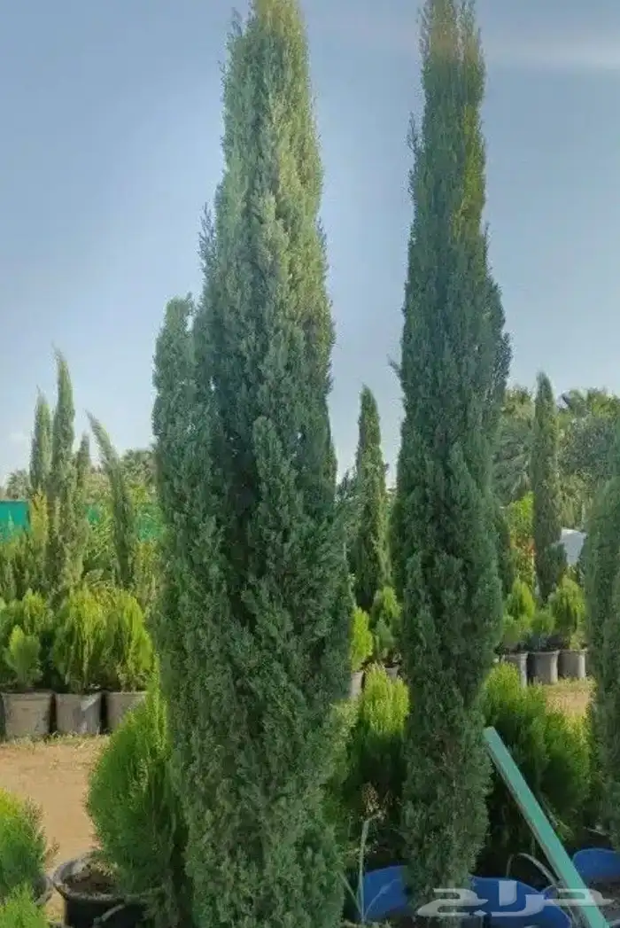 اشجار زرعه 0