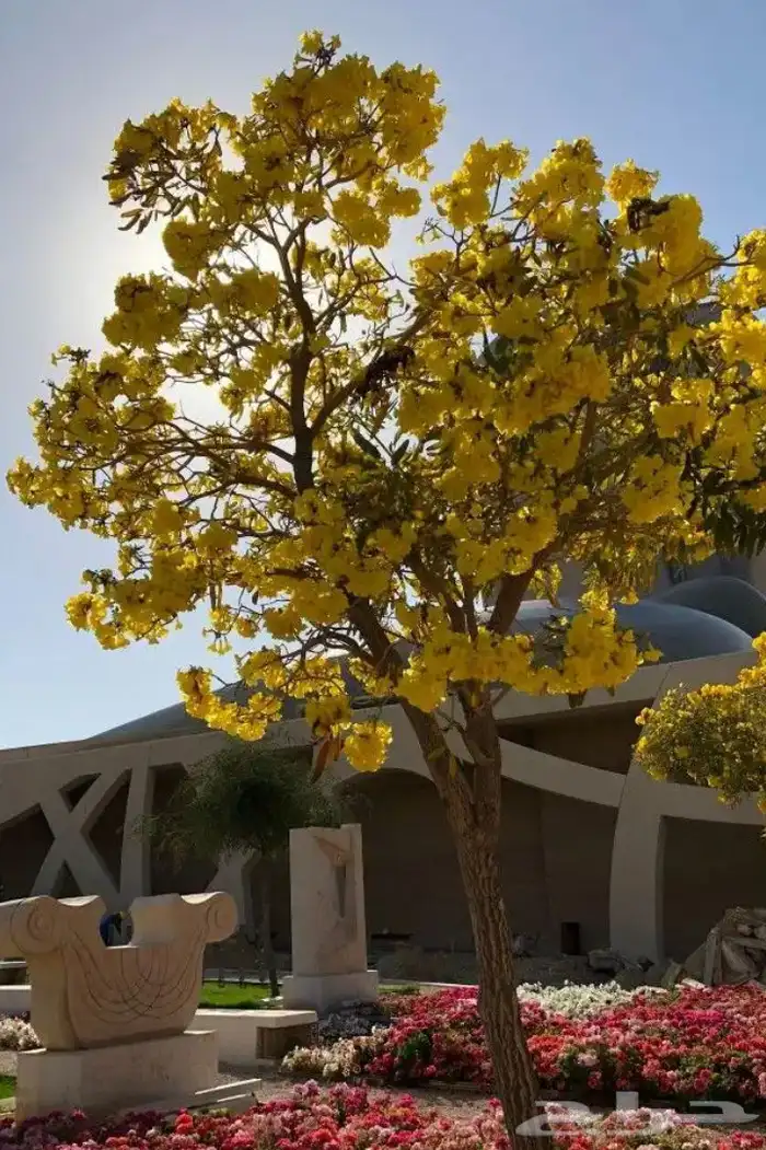 اشجار زرعه 6