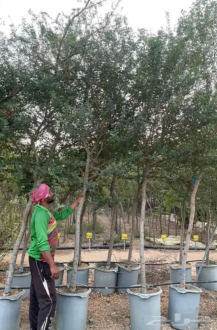 اشجار زرعه 1