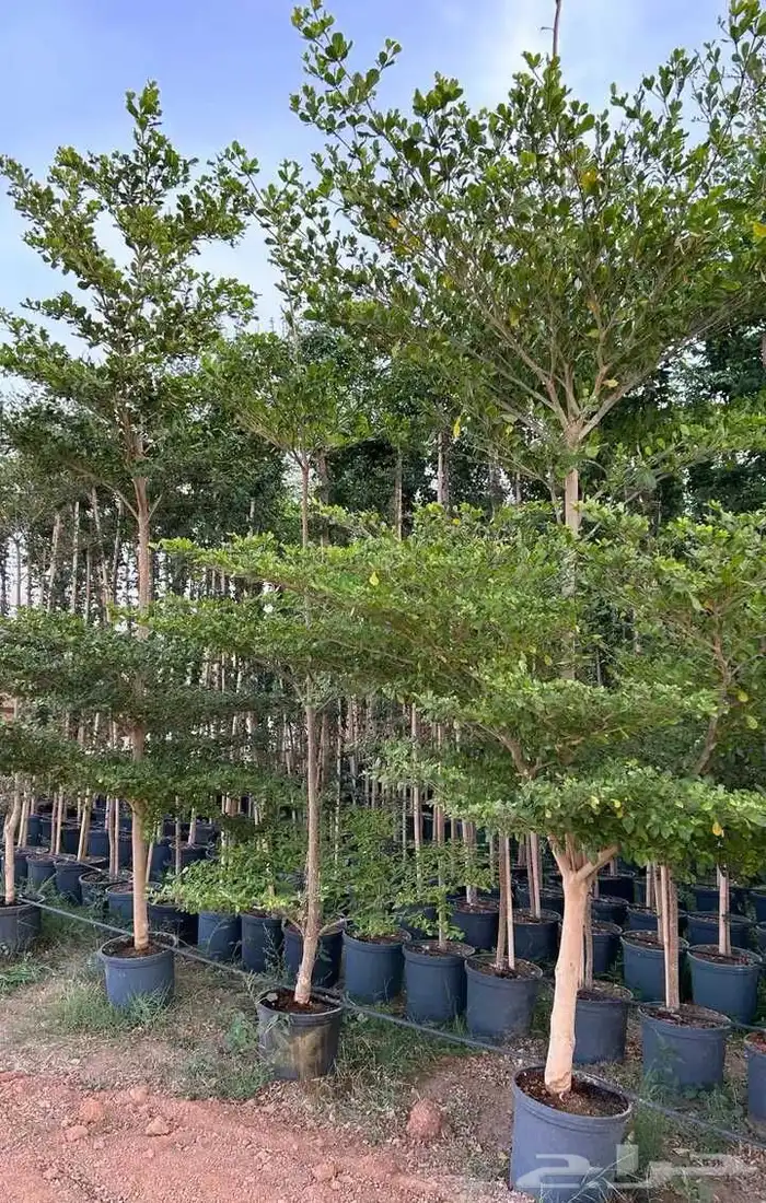 اشجار زرعه 2