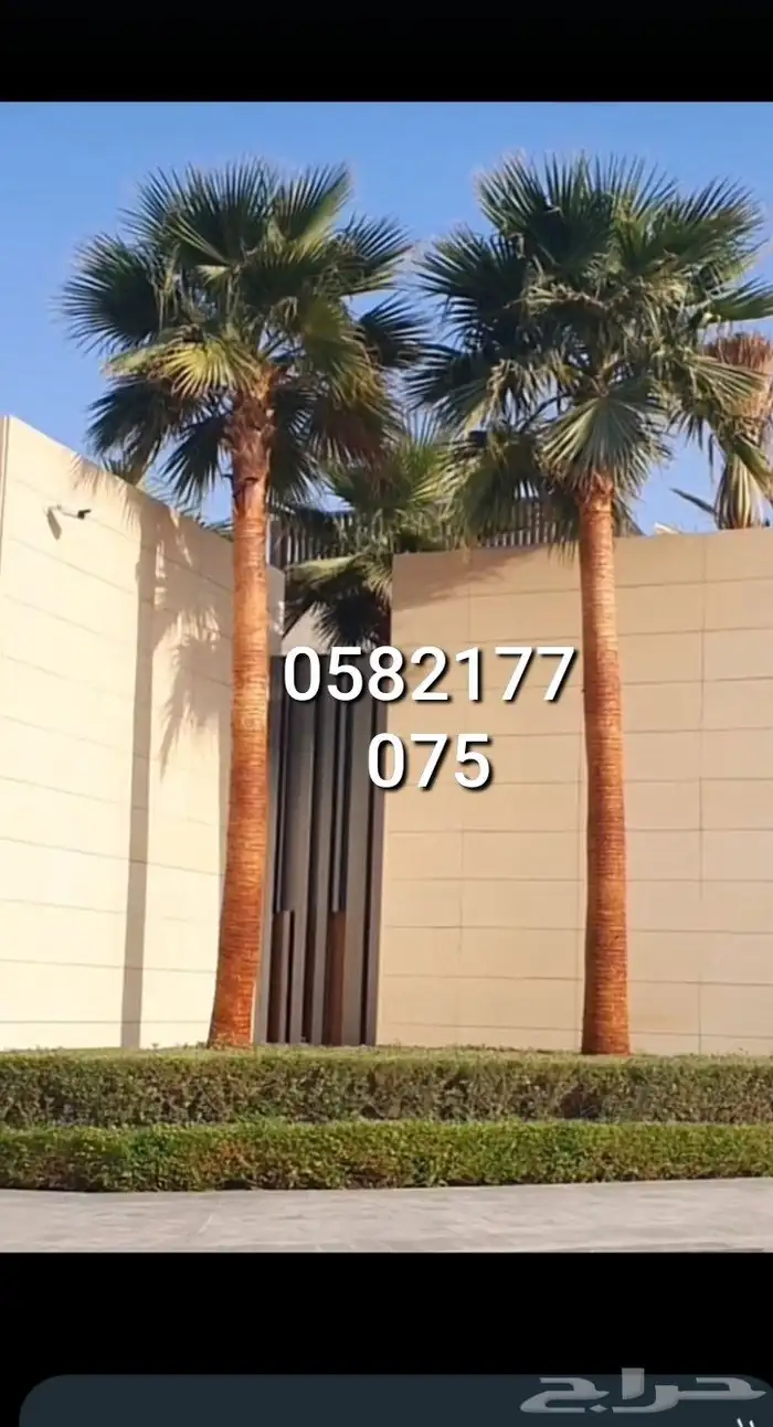 نخل عربي وشنطني لبيع 4