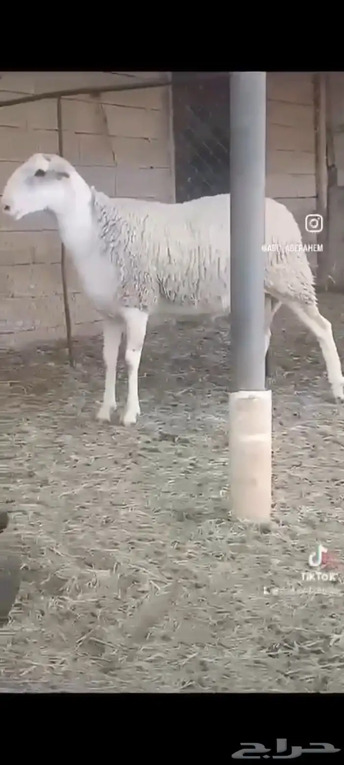 للبيع خروف 8