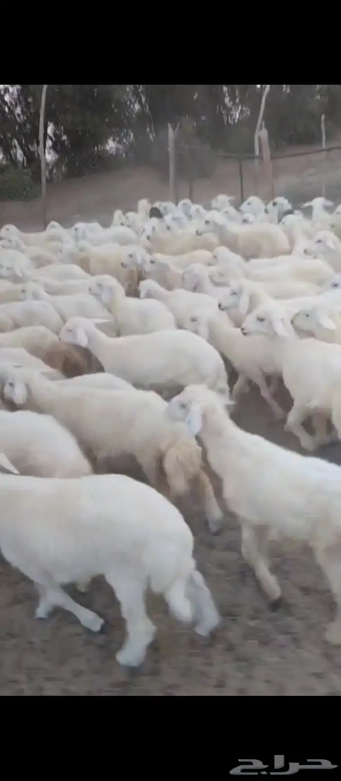 بهم تربية للبيع ومندي 2