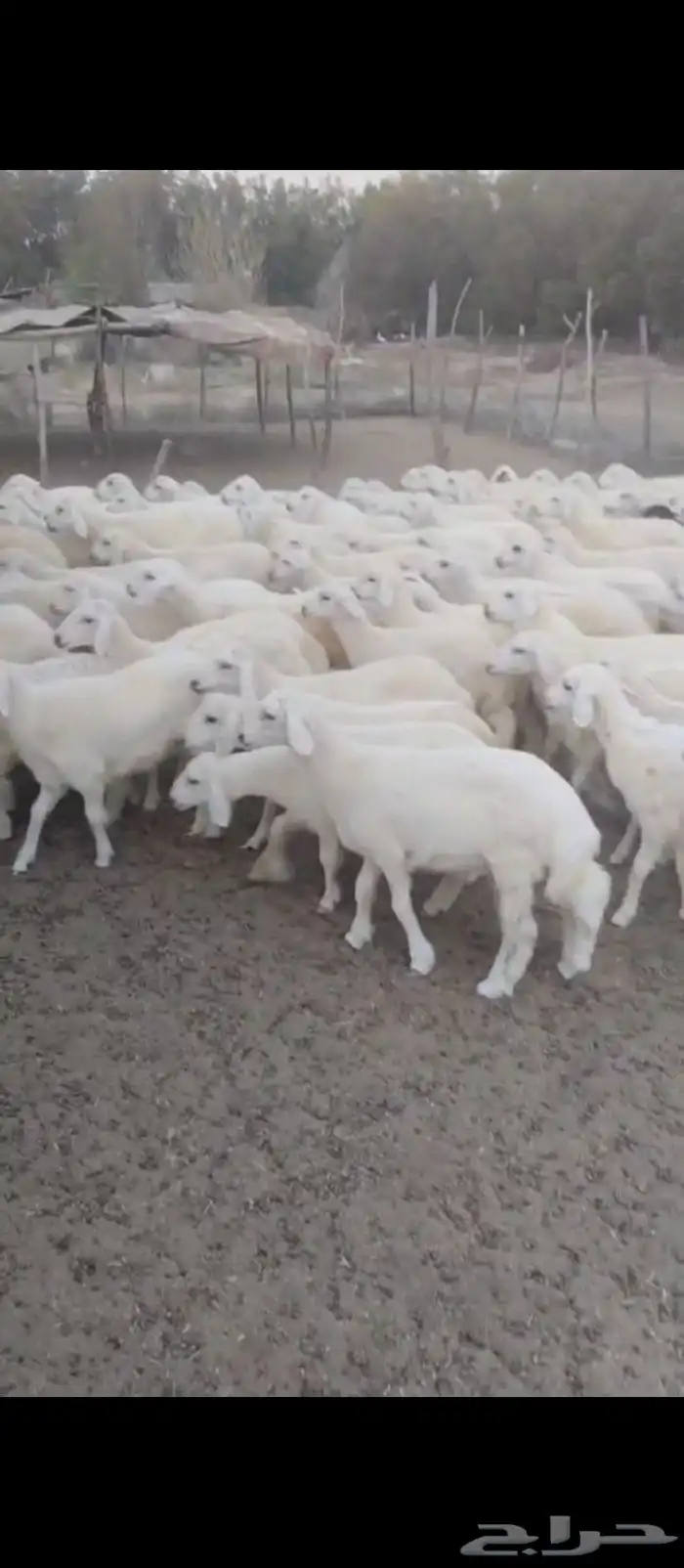 بهم تربية للبيع ومندي 0