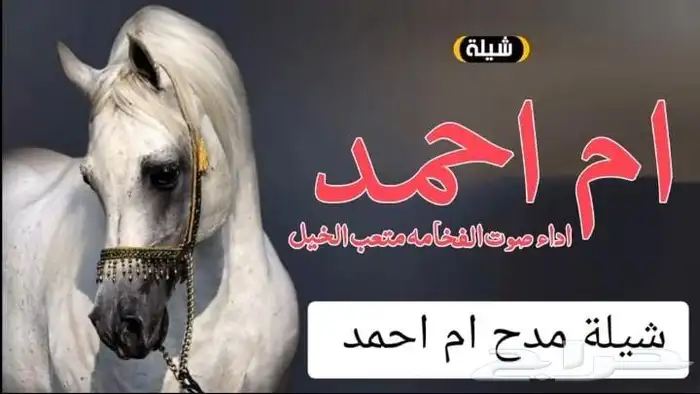 شيلات عريس جديد 2025 7
