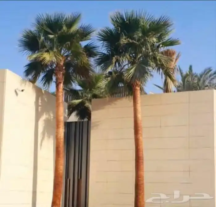 يوجد لدينا نخل واشنطني زينه امريكي بكل المقاسات وبسعار مناسب 9