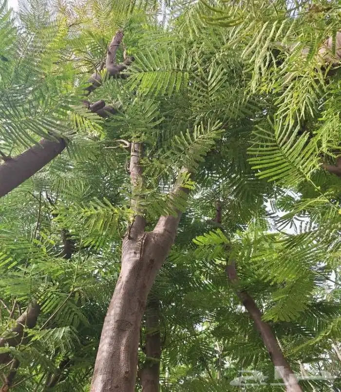 اشجار زرعه 7