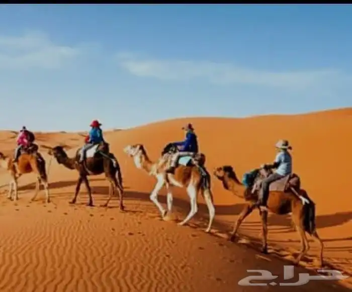 اجار جمال وخيول اباعر رحول ركبي بوني 0