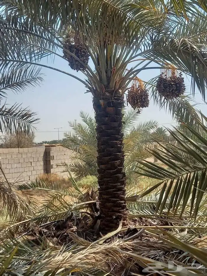 توريد وتركيب جميع انواع النخيل وبناء الحجر طبيعي 5