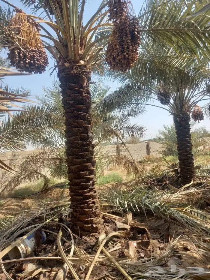 توريد وتركيب جميع انواع النخيل وبناء الحجر طبيعي 0