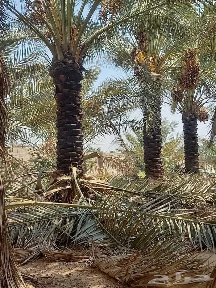 توريد وتركيب جميع انواع النخيل وبناء الحجر طبيعي 9
