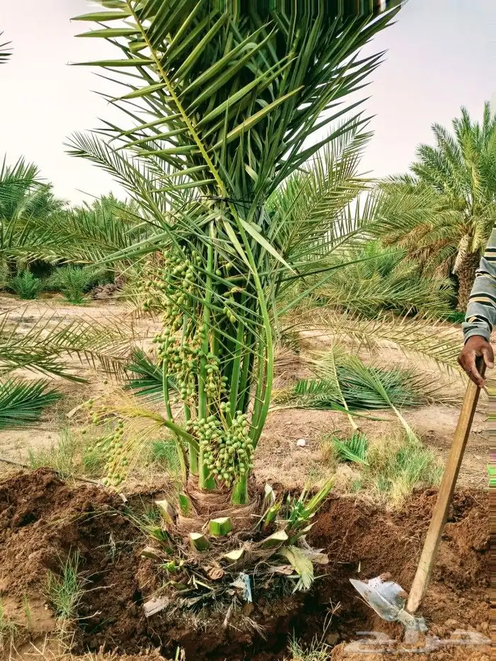 نخل مثمر للبيع نقايل جثايث صقعي برحي مجدول ونانه سكري حمرا 7
