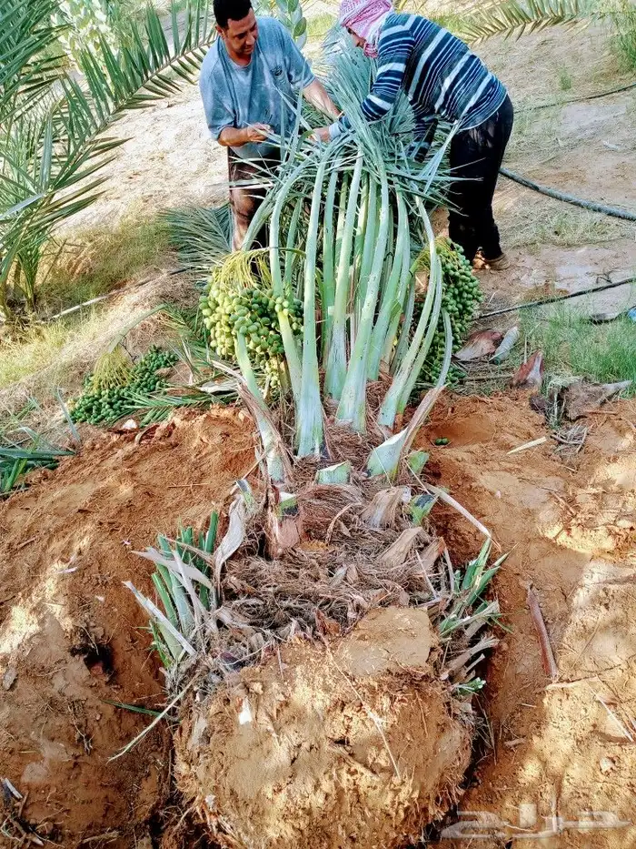 نخل مثمر للبيع نقايل جثايث صقعي برحي مجدول ونانه سكري حمرا 6