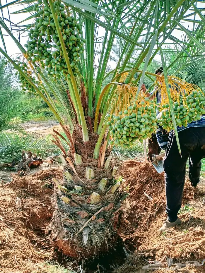 نخل مثمر للبيع نقايل جثايث صقعي برحي مجدول ونانه سكري حمرا 0
