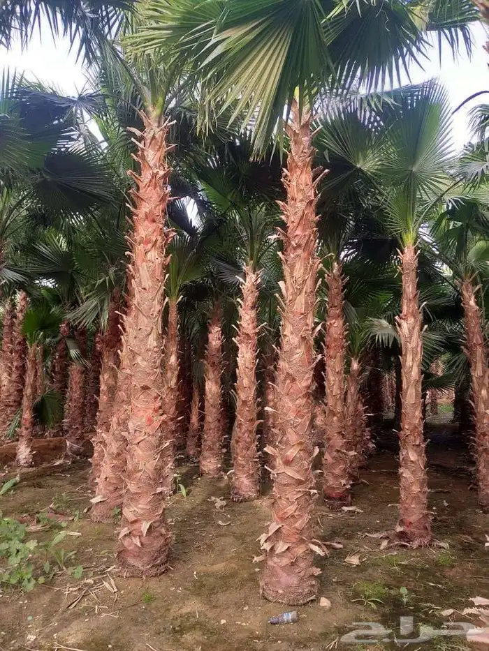 نخل واشنطونيا زينه 9