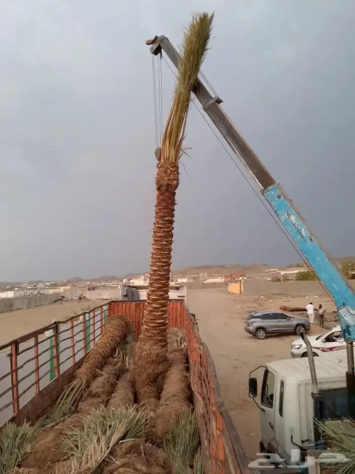 يوجد لدينا جميع انواع النخيل المثمره وجميع المقاسات المختلفة 1