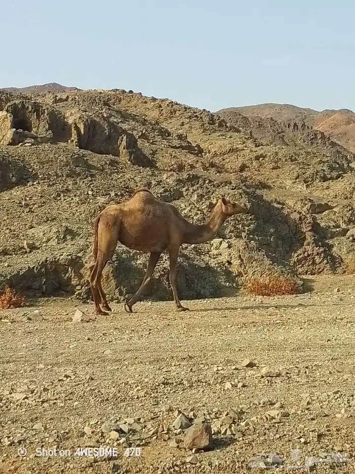 ناقه جزر ثاني ولده 0