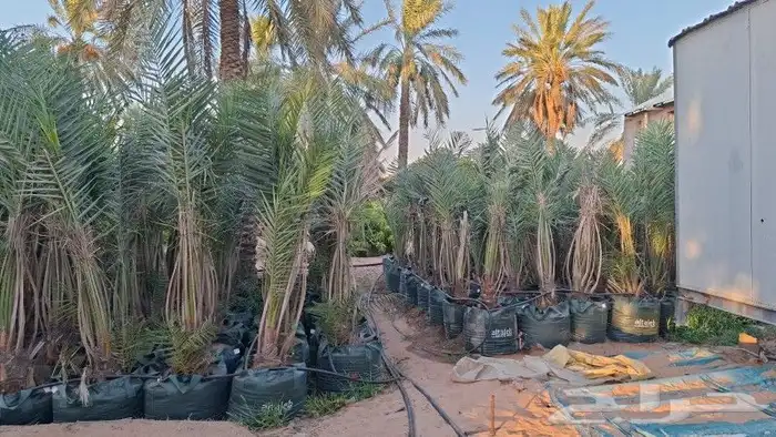 سلام عليكم عندنا نخل مجذر سكري ومشكلات حياته فل 1