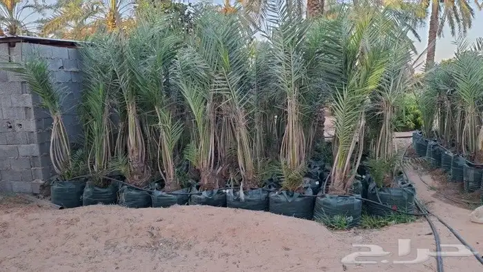 سلام عليكم عندنا نخل مجذر سكري ومشكلات حياته فل 0