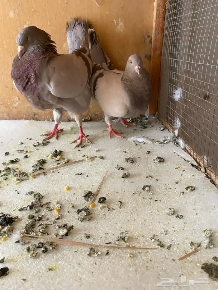 حمام سلفر 0