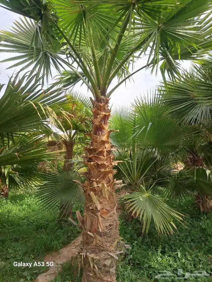 نخل واشنطن امريكي درجة اولى ابو مروحه 1
