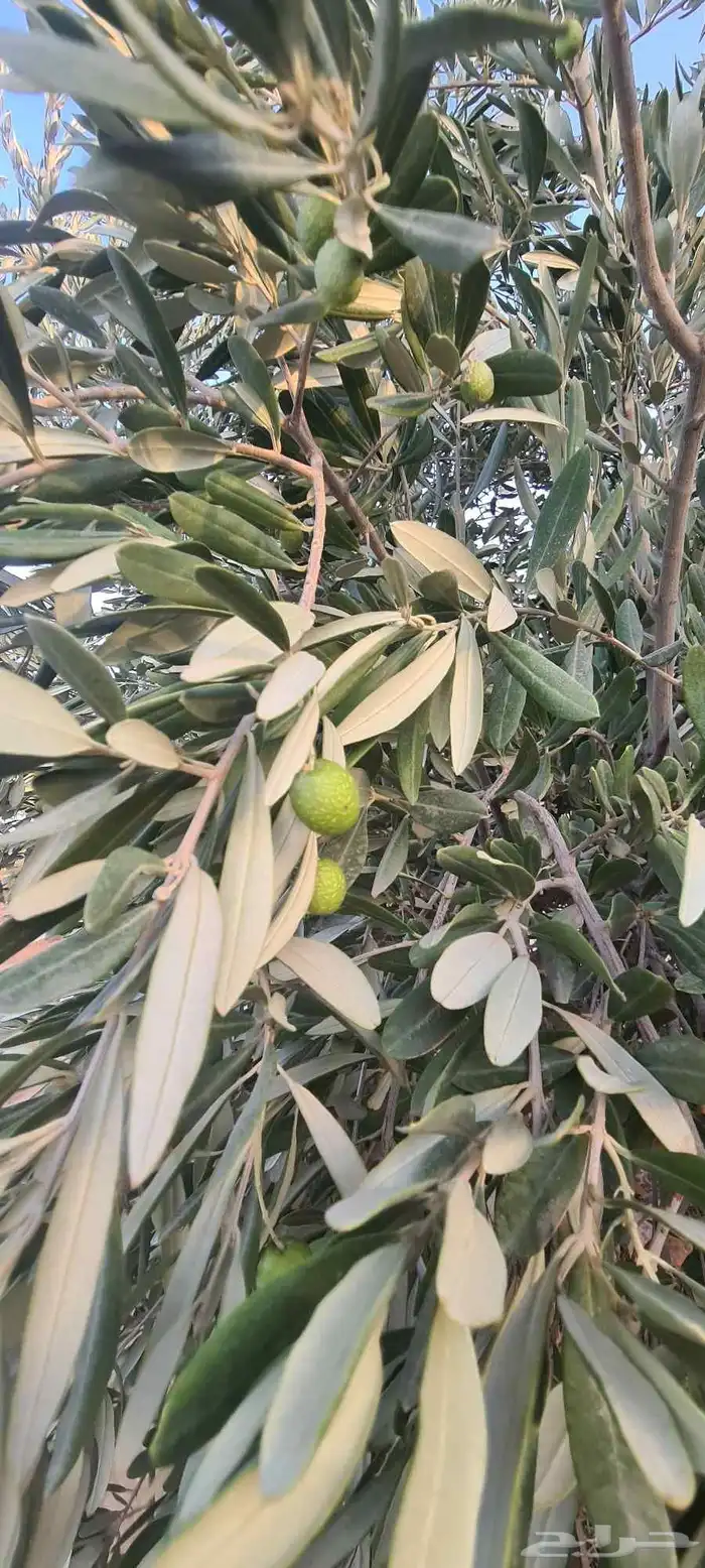 شجر زيتون مثمر الطول من مترين الى اربعه متر 5