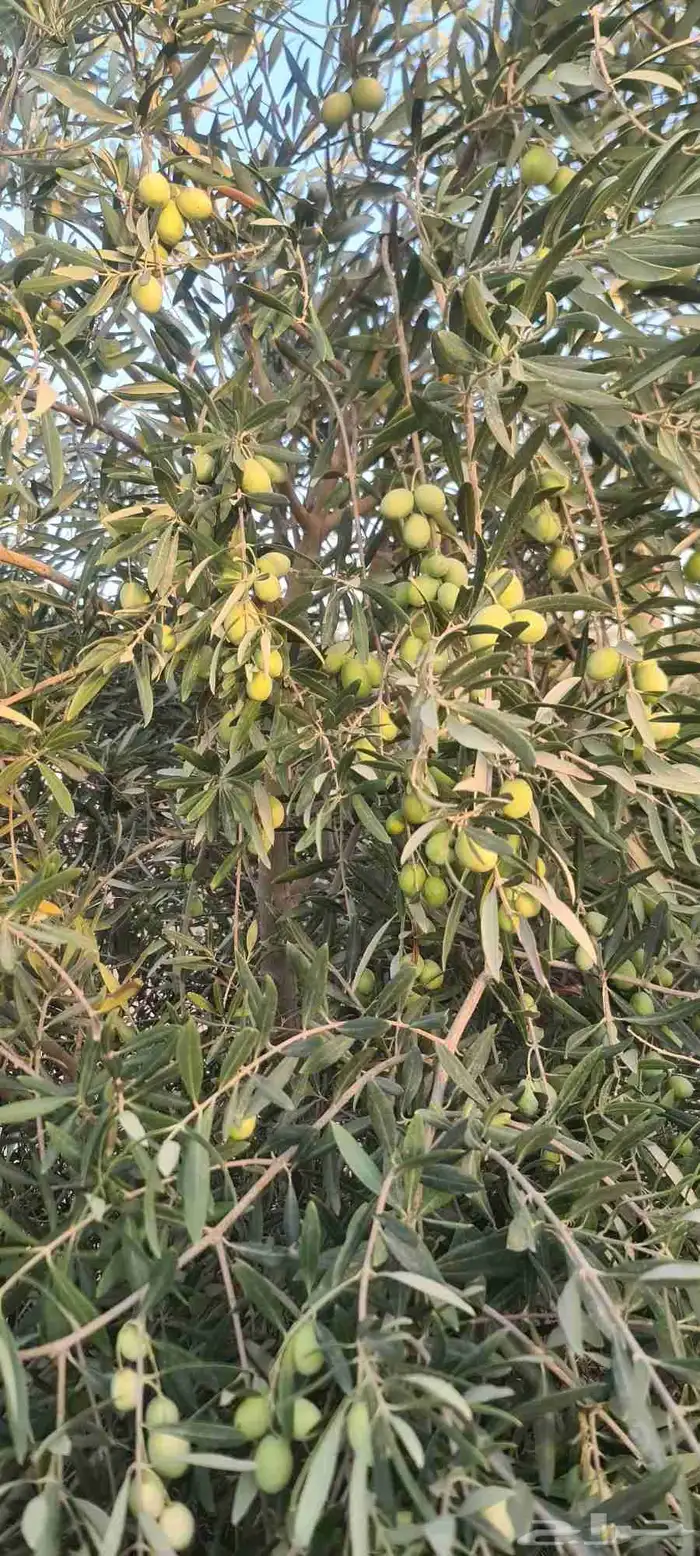 شجر زيتون مثمر الطول من مترين الى اربعه متر 3