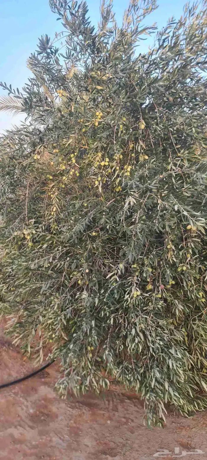 شجر زيتون مثمر الطول من مترين الى اربعه متر 2
