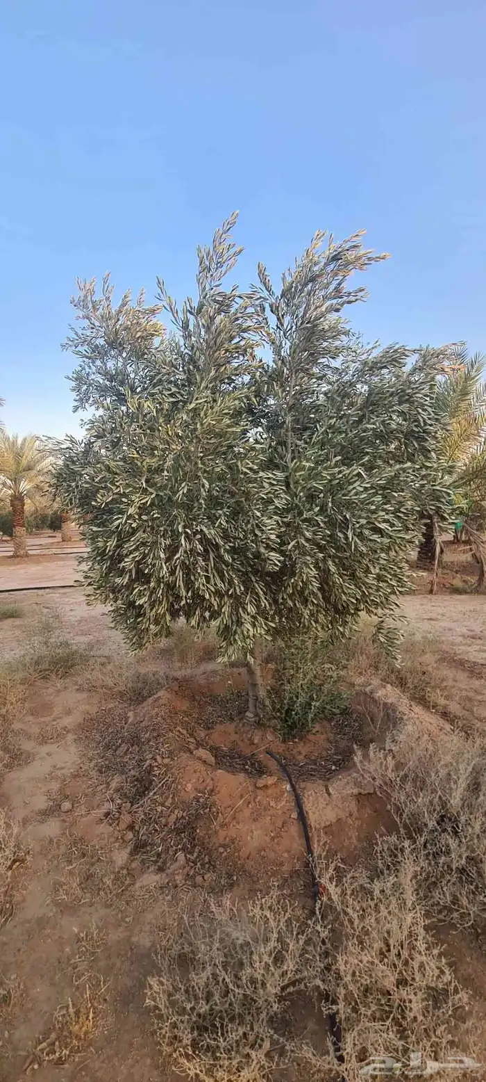 شجر زيتون مثمر الطول من مترين الى اربعه متر 8