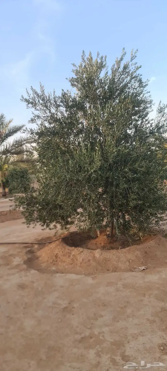 شجر زيتون مثمر الطول من مترين الى اربعه متر 0