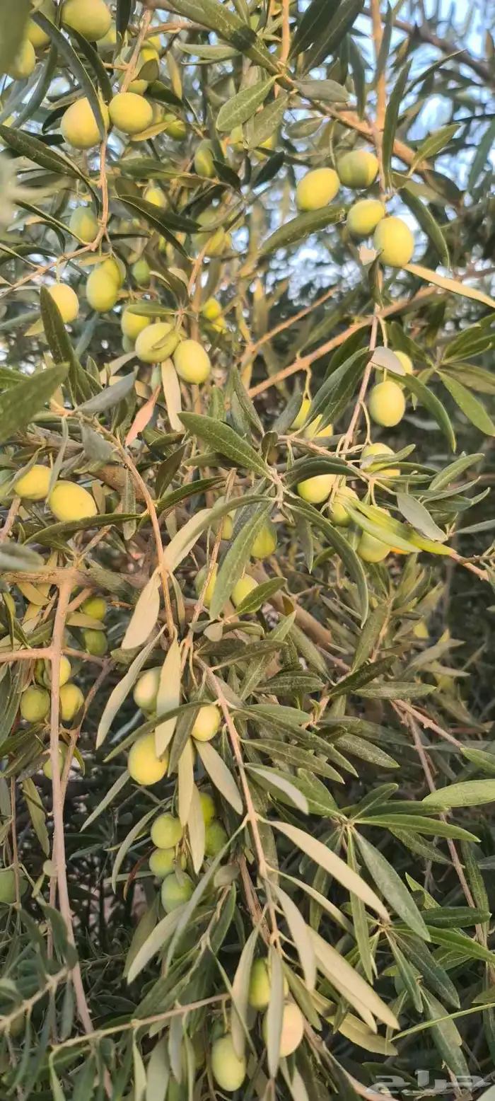 شجر زيتون مثمر الطول من مترين الى اربعه متر 1