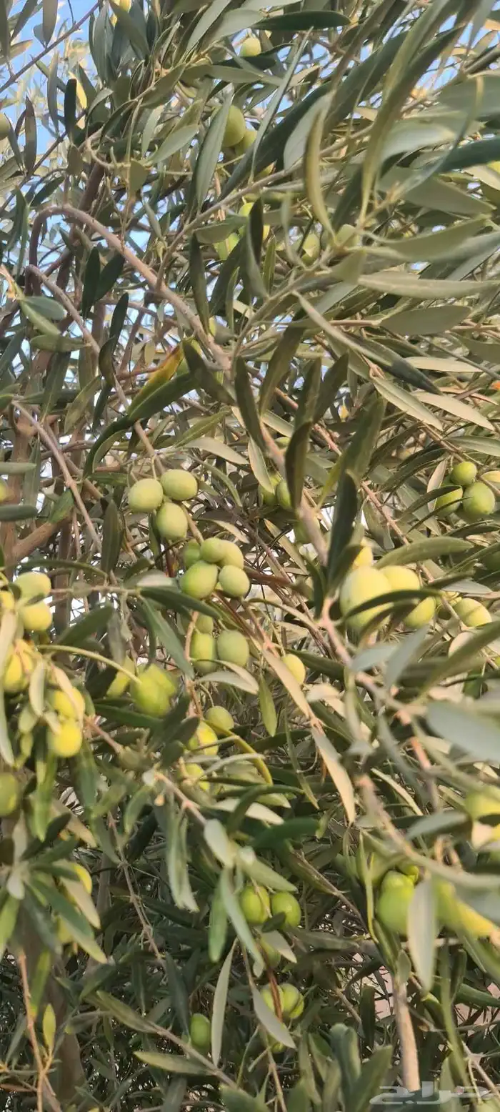 شجر زيتون مثمر الطول من مترين الى اربعه متر 4