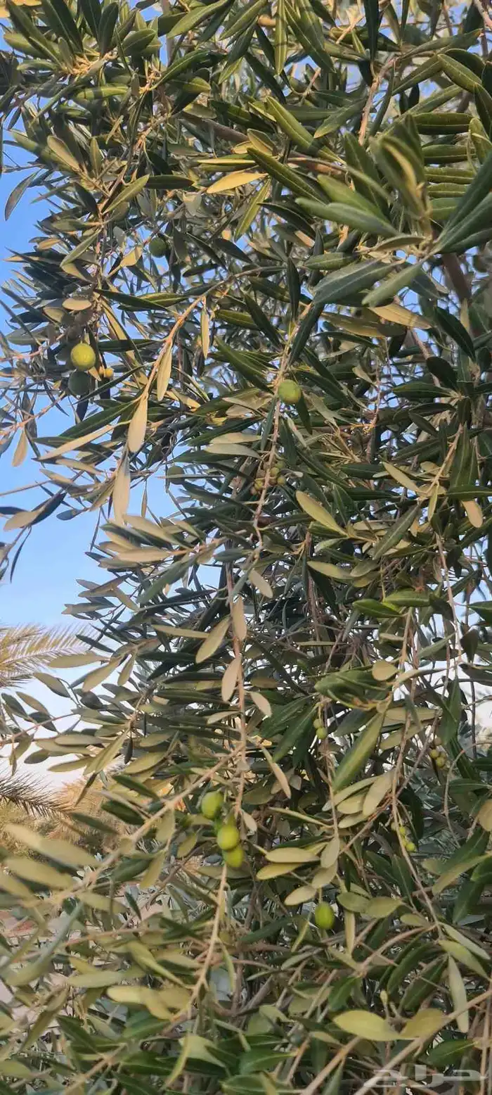 شجر زيتون مثمر الطول من مترين الى اربعه متر 6