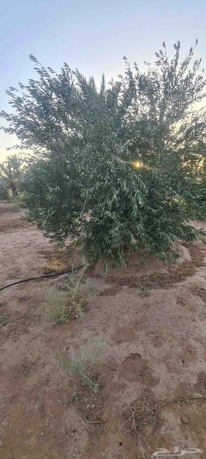شجر زيتون مثمر الطول من مترين الى اربعه متر 7
