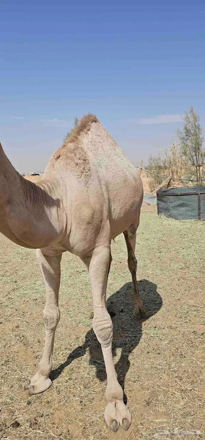 قعودين للبيع 0