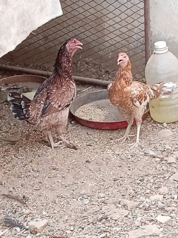دجاج 0