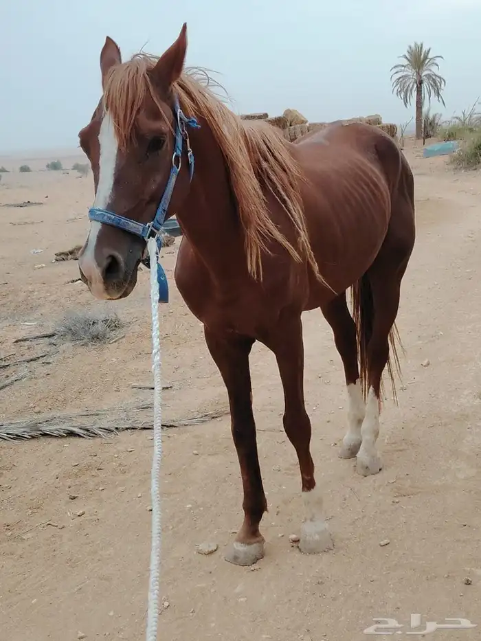 حصان شعبي 0