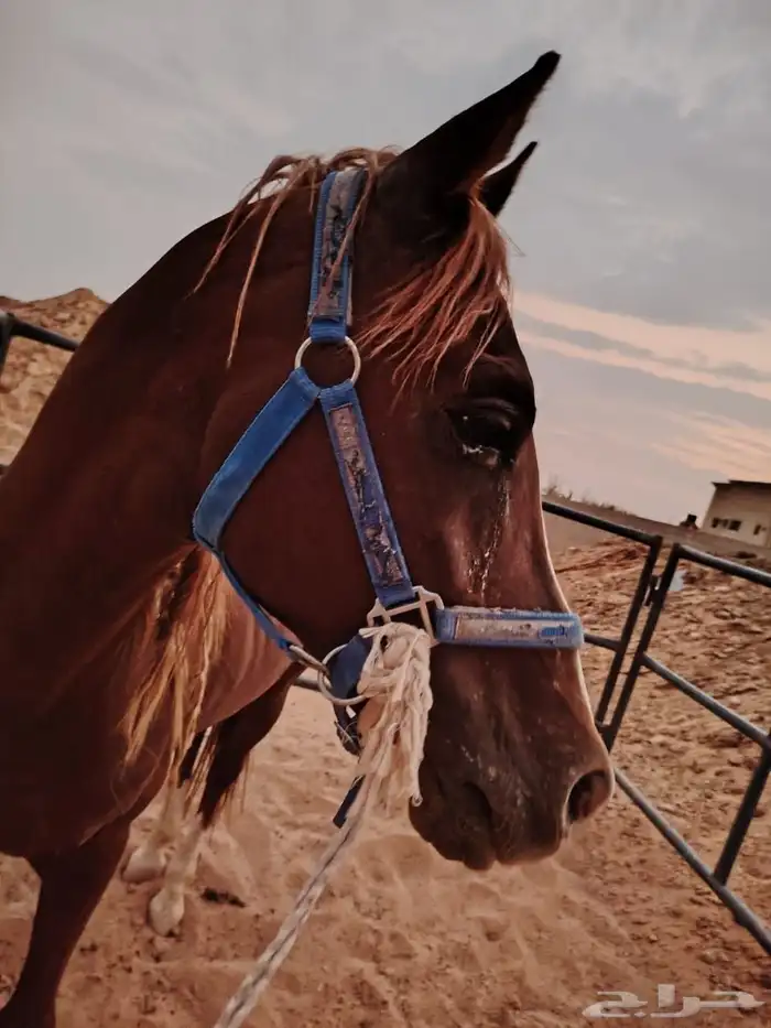 حصان شعبي 1