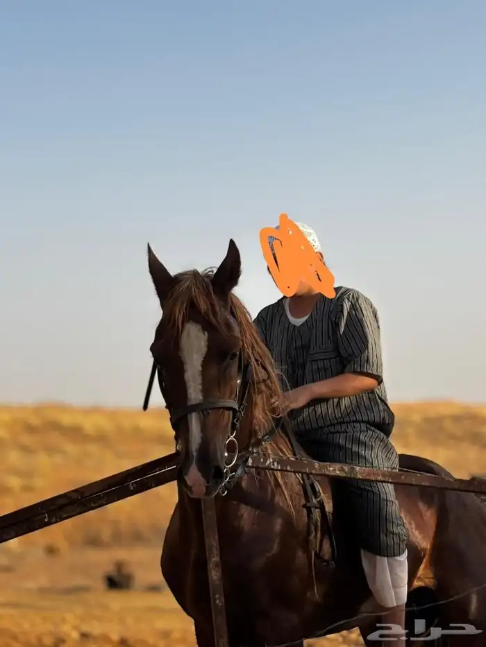 حصان شعبي 6