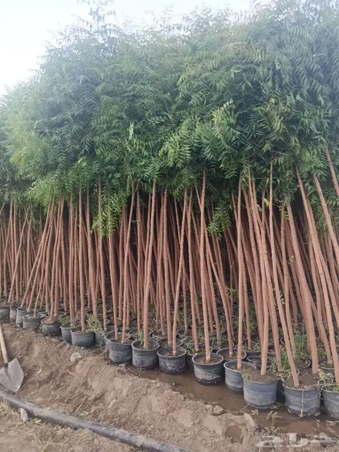 نخيل عشب طبيعي الأشجار كل شي موجود 14