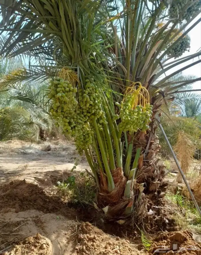 نخل واشنطني زينه نخيل وشنطونيا الرياض وجميع المناطق 10