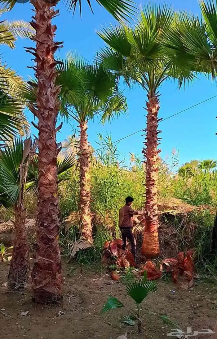 نخيل واشنطني زينة ابو مروحة 2
