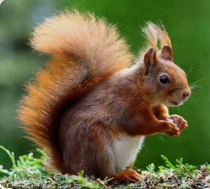 مربيه حيوانات بالايام و الاسبوع 2